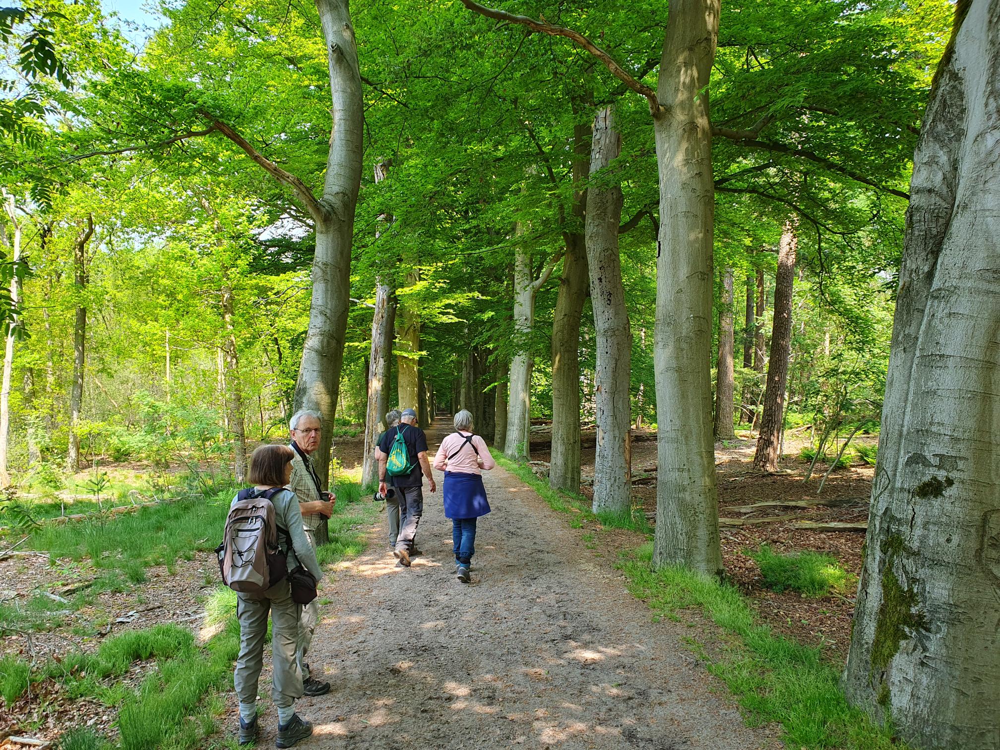 Vogelaars (Loonse En Drunense Duinen). Foto van Johan Meijer.